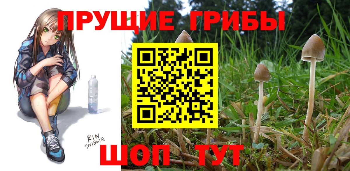 Галлюциногенные грибы GOLDEN TEACHER Каменск-Шахтинский
